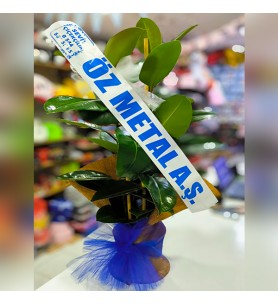 Kauçuk Çiçeği İki Gövdeli