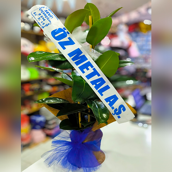 Kauçuk Çiçeği İki Gövdeli