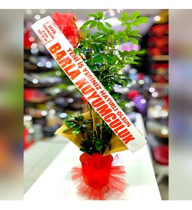 Şeflera İki Gövdeli