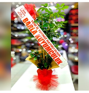 Şeflera İki Gövdeli