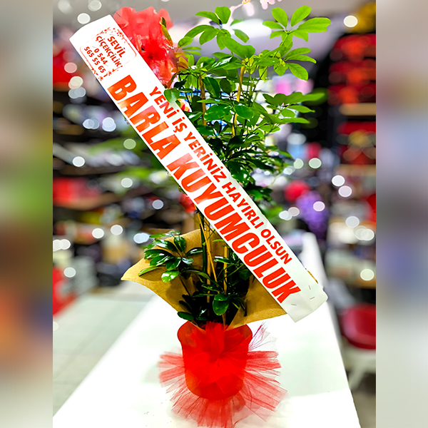 Şeflera İki Gövdeli