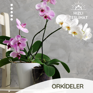 orkideler