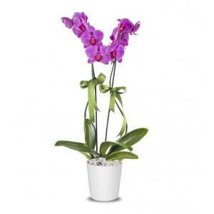 Orkide Mor 2 Dal